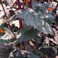 Armuelle rojo (Atriplex hortensis) semillas
