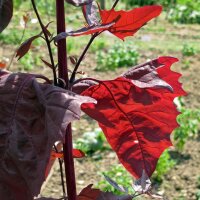 Armuelle rojo (Atriplex hortensis) semillas