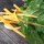 Remolacha amarilla Selektion Sunset  (Beta vulgaris subsp. vulgaris) orgánica semillas