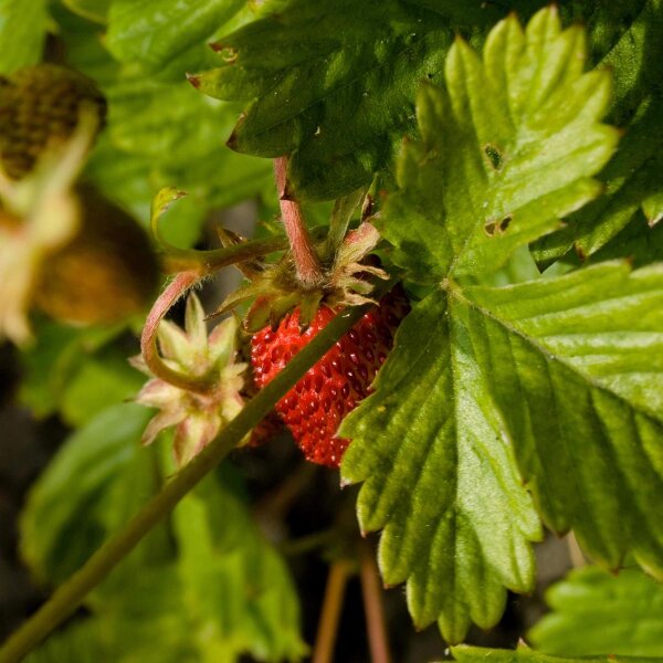 Fresa de los bosques (Fragaria vesca) orgánico semillas