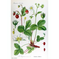 Fresa de los bosques (Fragaria vesca) orgánico semillas