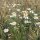 Manzanilla alemana (Matricaria chamomilla) semillas