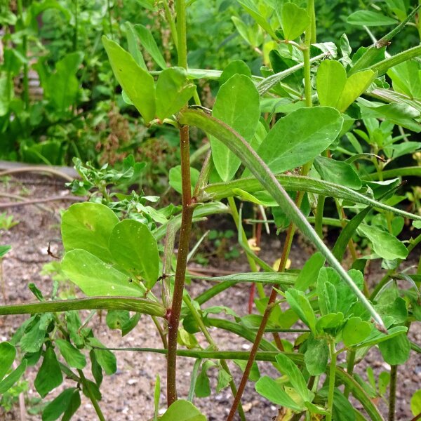 Alholva/ fenogreco (Trigonella foenum-graecum) orgánico semillas