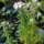 Menta de montaña americana (Pycnanthemum pilosum) orgánico semillas