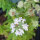 Menta de montaña americana (Pycnanthemum pilosum) orgánico semillas