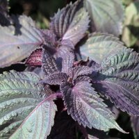 Shiso rojo  (Perilla frutescens var. purpurascens) semillas