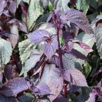 Shiso rojo  (Perilla frutescens var. purpurascens) semillas