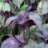 Shiso rojo  (Perilla frutescens var. purpurascens) semillas