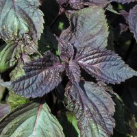 Shiso rojo  (Perilla frutescens var. purpurascens) semillas