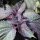 Shiso rojo  (Perilla frutescens var. purpurascens) semillas