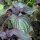 Shiso rojo  (Perilla frutescens var. purpurascens) semillas
