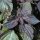 Shiso rojo  (Perilla frutescens var. purpurascens) semillas