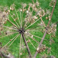 Angélica (Angelica archangelica) orgánica semillas