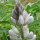 White Lupin (Lupinus albus) semillas