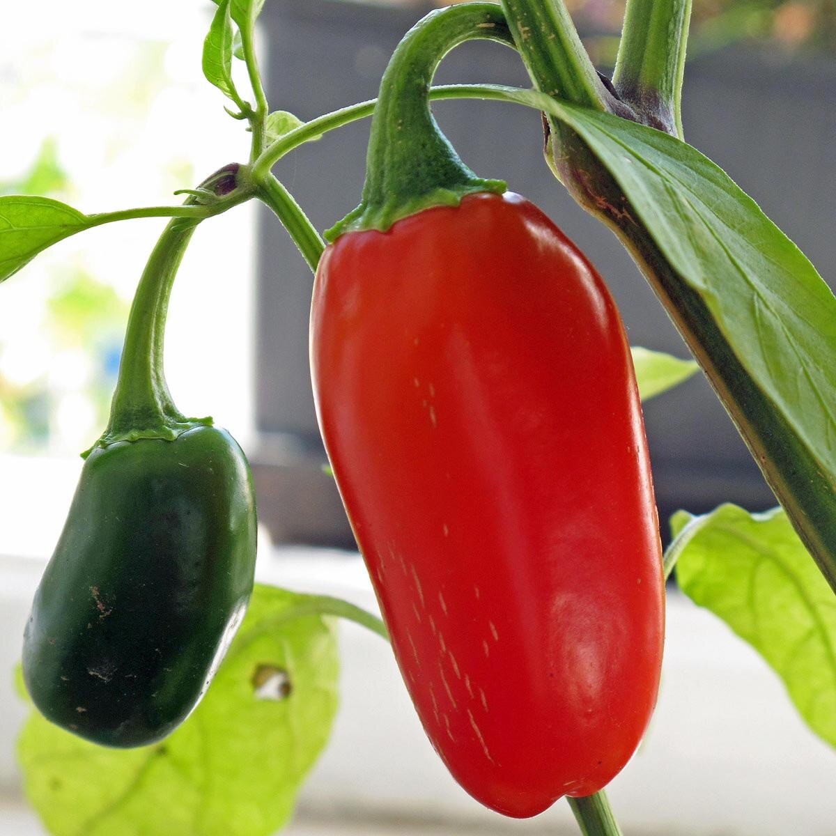 Chile Jalapeño (Capsicum anuum) orgánico semillas