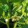 Chile Jalapeño (Capsicum anuum) orgánico semillas