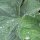 Alquimila, Pie de león (Alchemilla xanthochlora) orgánica semillas