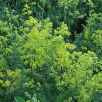 Cuajaleche, galio de flor amarilla (Galium verum)...
