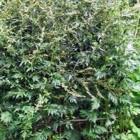 Artemisa común (Artemisia vulgaris)...