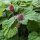 Cariofilada acuática (Geum rivale) orgánica semillas