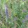 Hisopo (Hyssopus officinalis) orgánico semillas