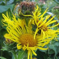 Helenio/ Elecampana/ Énula (Inula helenium) orgánico semillas