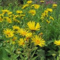 Helenio/ Elecampana/ Énula (Inula helenium) orgánico semillas