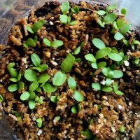 Helenio/ Elecampana/ Énula (Inula helenium) orgánico semillas