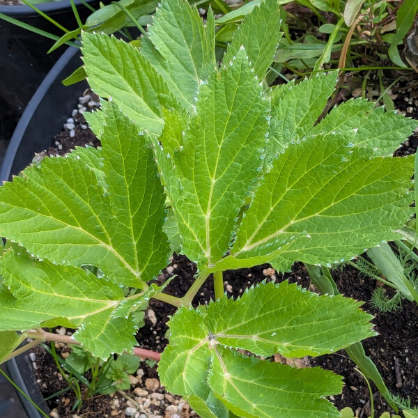 Imperatoria (Peucedanum ostruthium) orgánica semillas