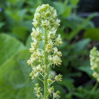 Gualda (Reseda luteola) orgánica semillas