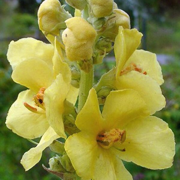 Verbasco, gordolobo (Verbascum densiflorum) orgánico semillas