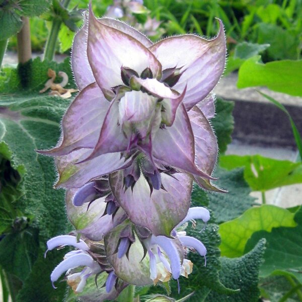 Salvia romana/ Amaro (Salvia sclarea) orgánica semillas