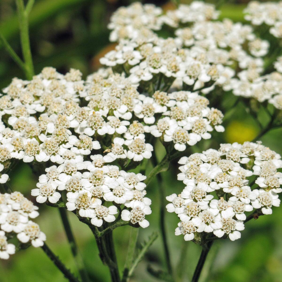 Milenrama Achillea Millefolium Org nica Semillas milenrama-achillea-millefolium-org-nica-semillas