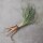 Salsifí común (Tragopogon porrifolius) orgánico semillas