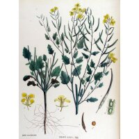 Mostaza blanca (Sinapis alba) orgánica semillas