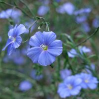 Lino, linaza (Linum usitatissimum) orgánico semillas