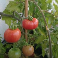 Tomate silvestre de Humboldt (Solanum pimpinellifolium...