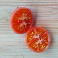 Tomate silvestre de Humboldt (Solanum pimpinellifolium var. humboldtii) semillas