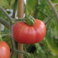 Tomate silvestre de Humboldt (Solanum pimpinellifolium...