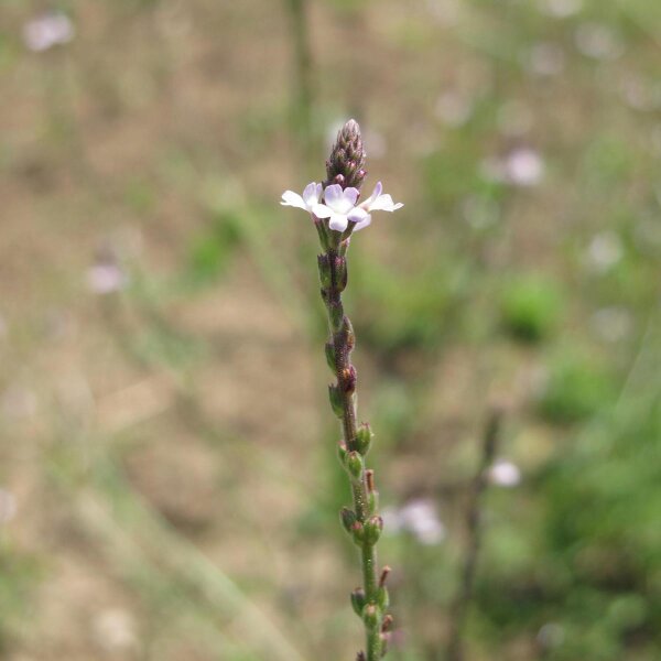 Hierba sagrada (Verbena officinalis) orgánica semillas