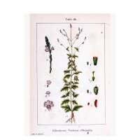 Hierba sagrada (Verbena officinalis) orgánica semillas