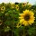 Mezcla de girasol (Helianthus annuus) orgánico