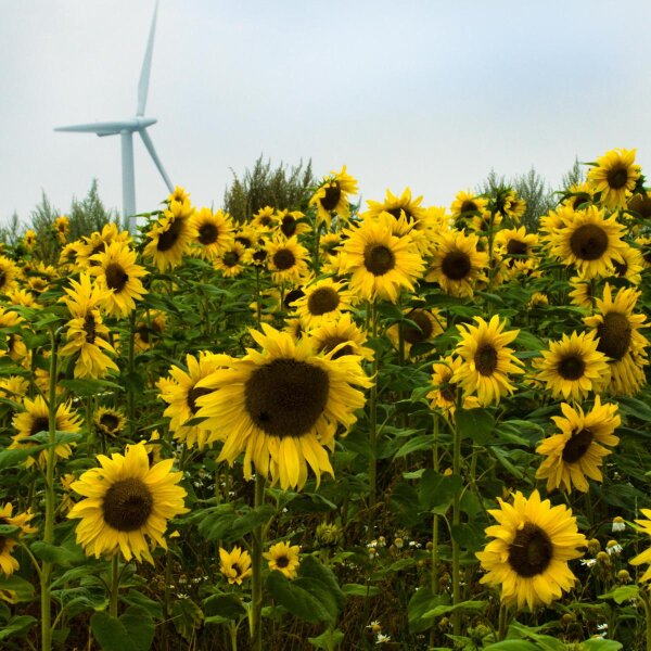 Girasol "Mittelgroßblumige Gelbe" (Helianthus annuus) orgánico semillas