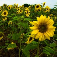 Girasol "Mittelgroßblumige Gelbe" (Helianthus annuus) orgánico semillas