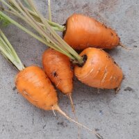 Zanahoria Chantenay (Daucus carota) orgánica semillas