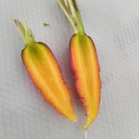 Zanahoria Rouge Sang (Daucus carota) orgánica semillas