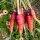 Zanahoria Rouge Sang (Daucus carota) orgánica semillas