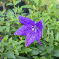 Campanilla china  “Mariesii” (Platycodon grandiflorus) orgánica semillas