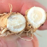 Campanilla china  “Mariesii” (Platycodon grandiflorus) orgánica semillas