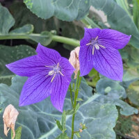Campanilla china  “Mariesii” (Platycodon grandiflorus) orgánica semillas